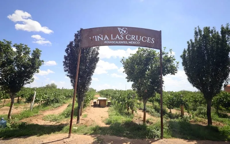 Aguascalientes wine country in June with morning vineyard visits and flexible rainy-season planning