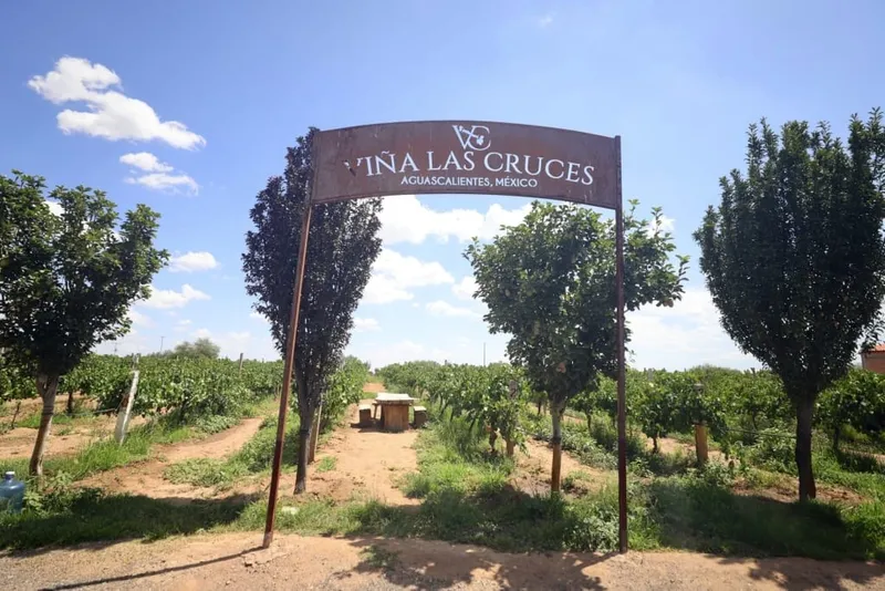 Rows of grapevines and dry countryside outside Aguascalientes on a sunny day