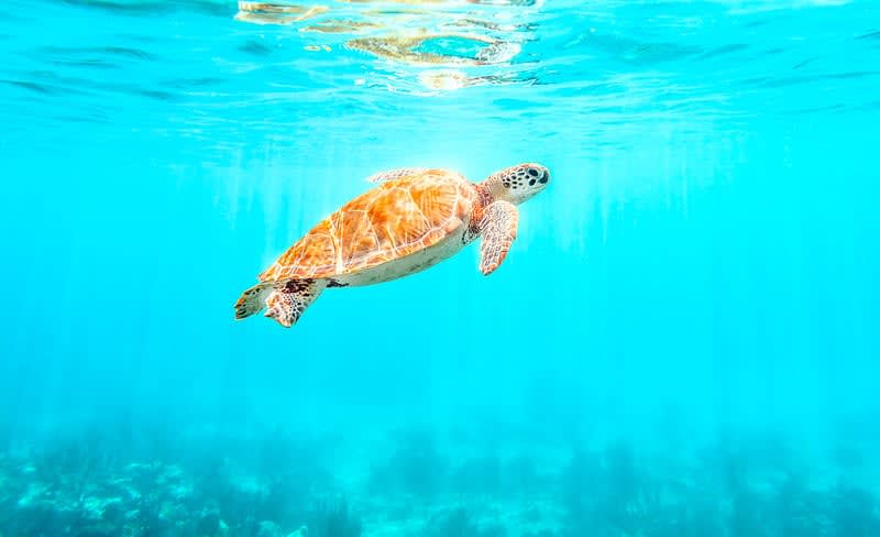 Highway 307 stop at Akumal — sea turtle snorkeling accessible directly from the road between PDC and Tulum