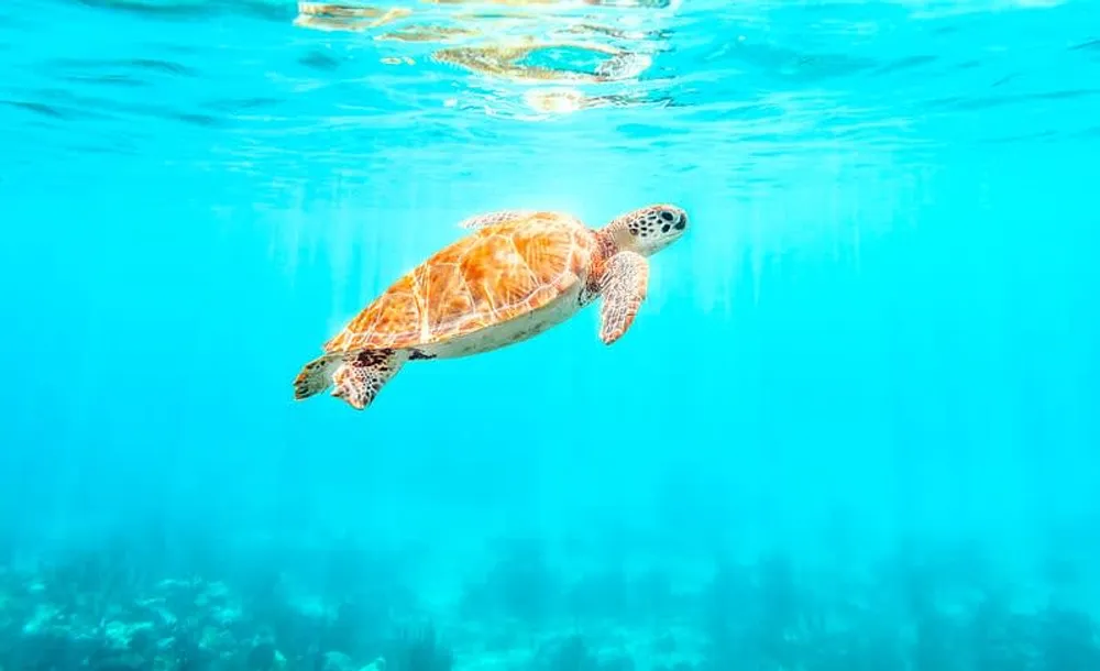 Green sea turtles swimming at Akumal bay near Playa del Carmen Riviera Maya