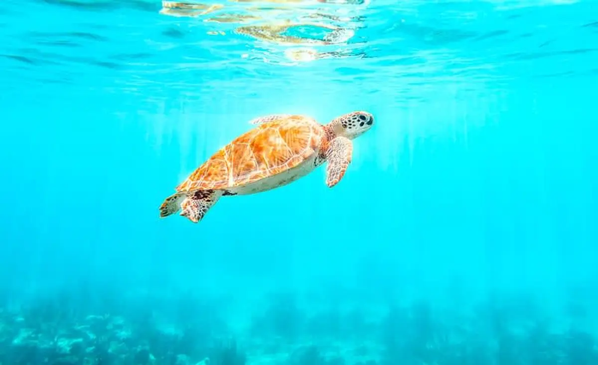 Playa del Carmen to Tulum: Bus, Train & Car 2026