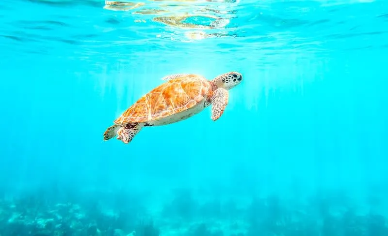 Green sea turtle swimming over seagrass in clear water at Akumal Bay on the Riviera Maya