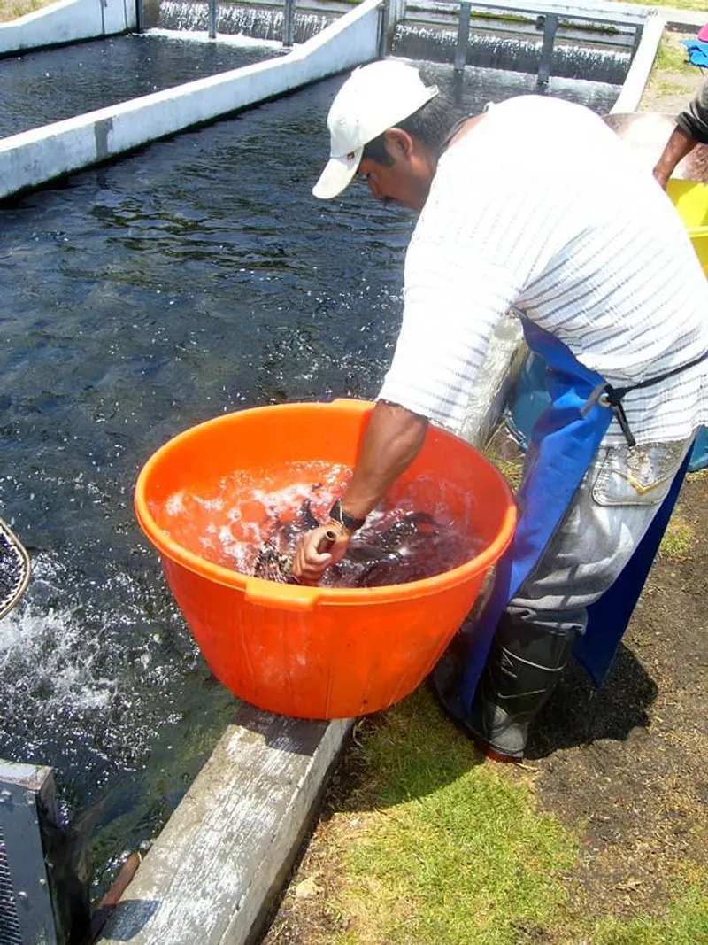 Rustic trout farm tables in the countryside near Atlixco