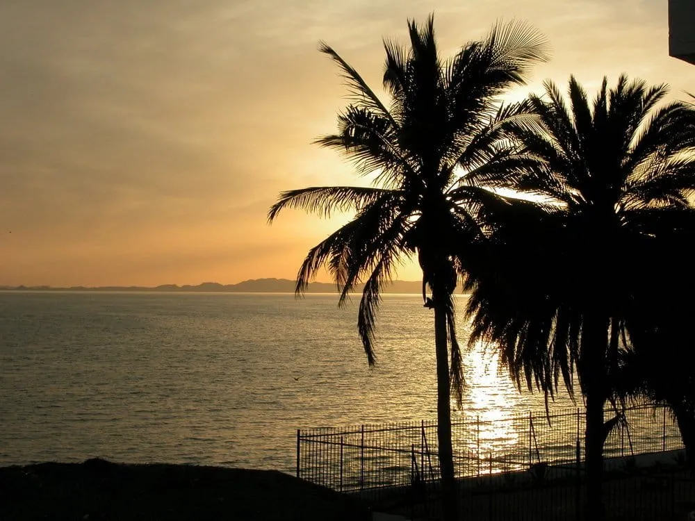 Palm trees and sandy beach along the quiet Bahia de Kino shoreline
