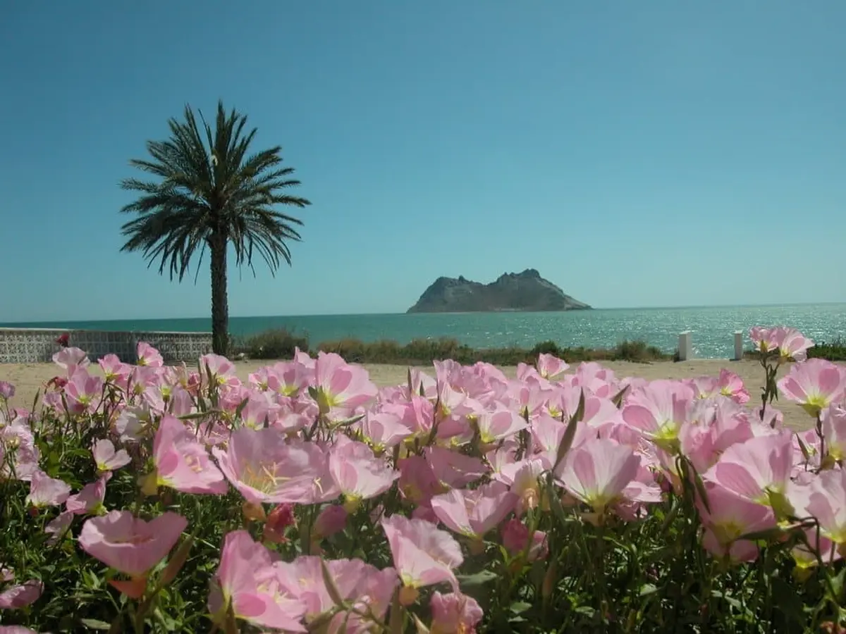 Bahia de Kino, Sonora: A Seafood Lover&#8217;s Paradise