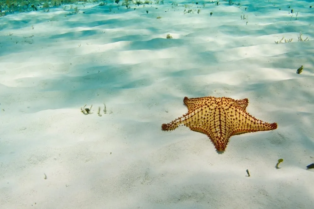Starfish visible in the clear shallow water at El Cielo Beach