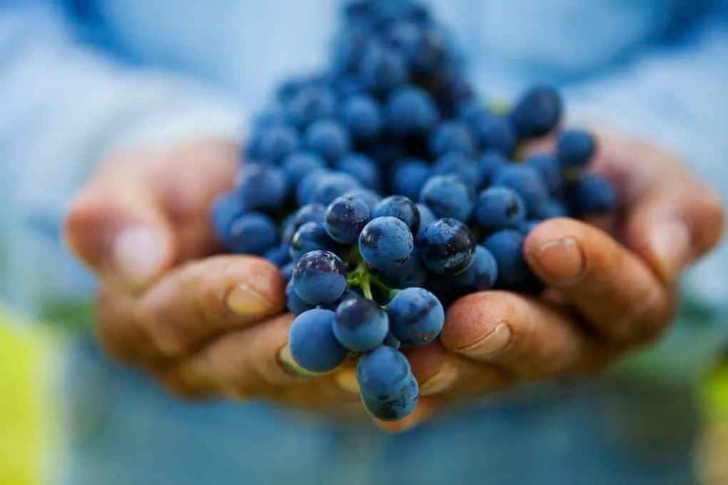 Mexico’s Top 12 Acclaimed Wines: Mexican Elegance in Every Sip