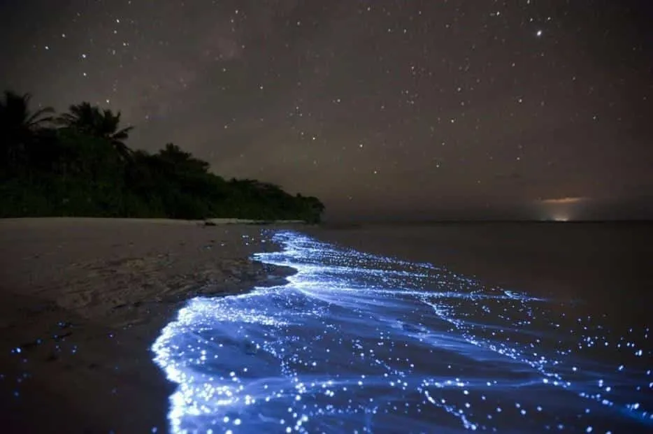 Night boat on Chacahua lagoon during a bioluminescence tour