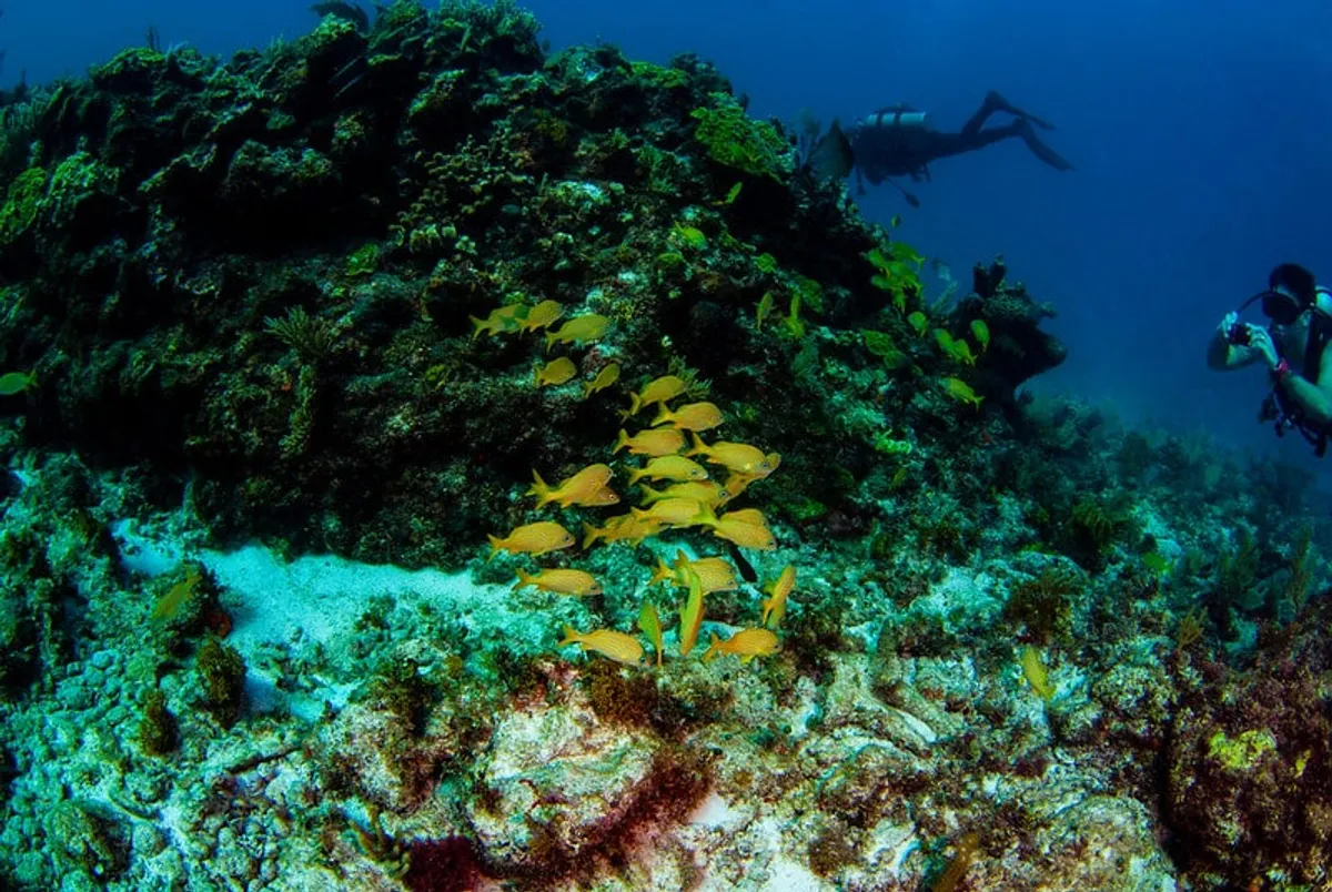 Snorkelers floating over coral reef water near Cancun with fins and masks visible
