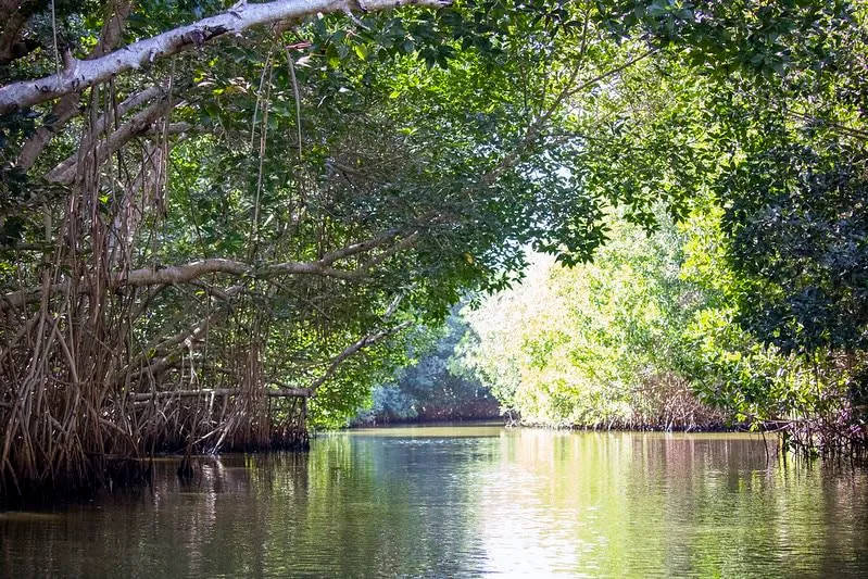 Boat tour entering the mangroves of Lagunas de Chacahua National Park