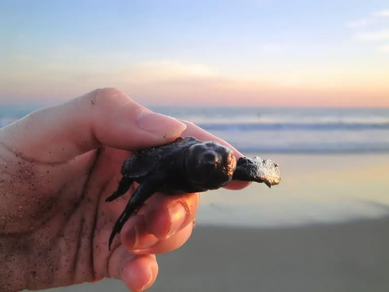 Baby sea turtle moving across Chacahua sand toward the ocean