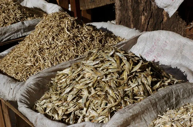 Traditional fisherman in Lake Pátzcuaro using butterfly nets to catch charales at sunrise