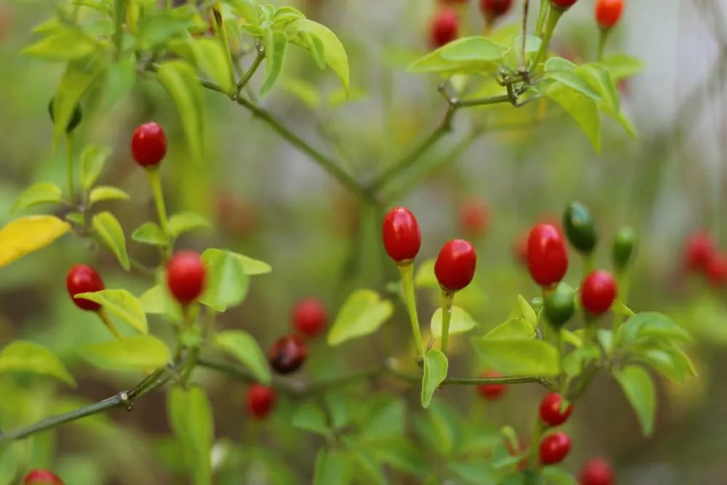 Chiltepin Peppers &#8211; The Ultimate Flavor Boost!