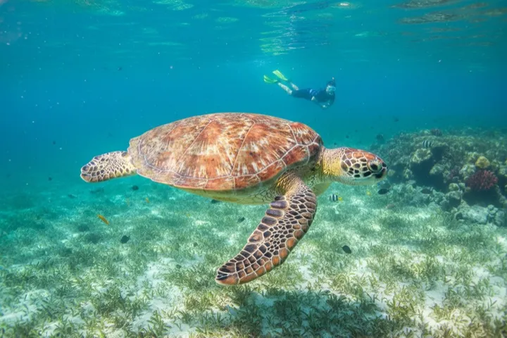 How to Get From Playa del Carmen to Cobá in 2026: Car, Colectivo, or Tour