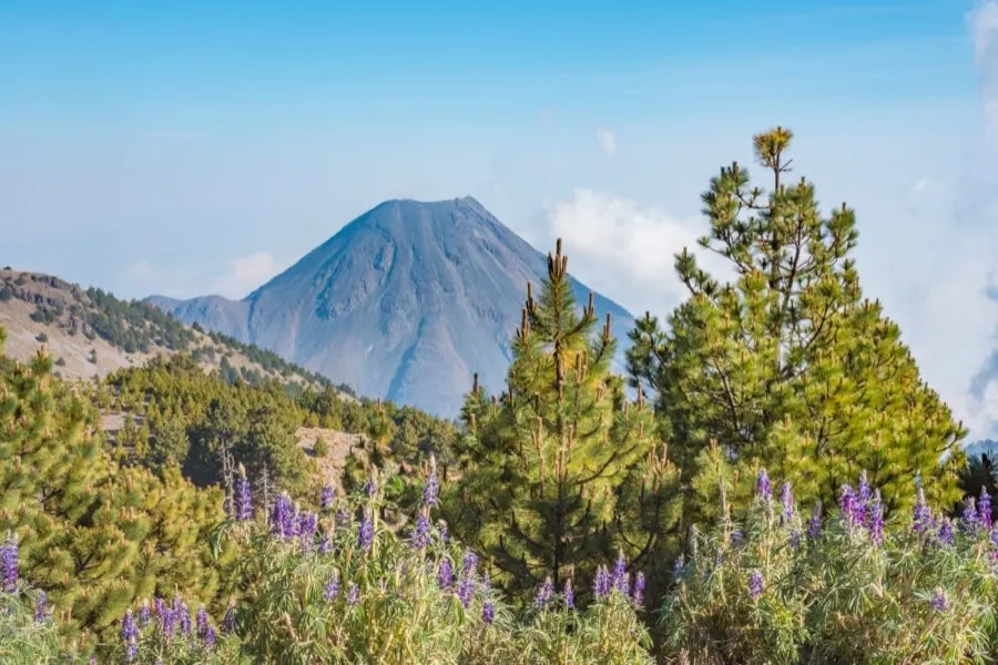 Dry March foothills and palms near Colima with clear volcano-country light