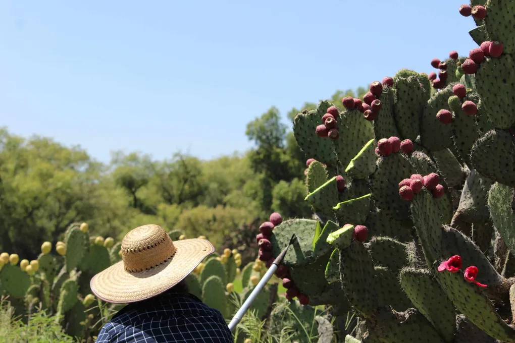 Try Colonche! Mexico’s Timeless Prickly Pear Drink