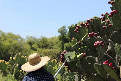 Try Colonche! Mexico’s Timeless Prickly Pear Drink