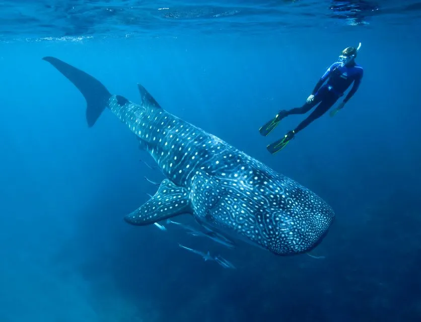 Whale shark swimming in clear water near Isla Mujeres