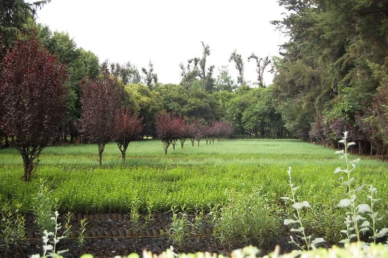 mexico city coyoacan