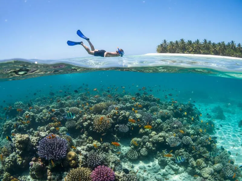 Cozumel snorkeling tour at Palancar reef — the island's main attraction before boarding the return ferry to Playa del Carmen
