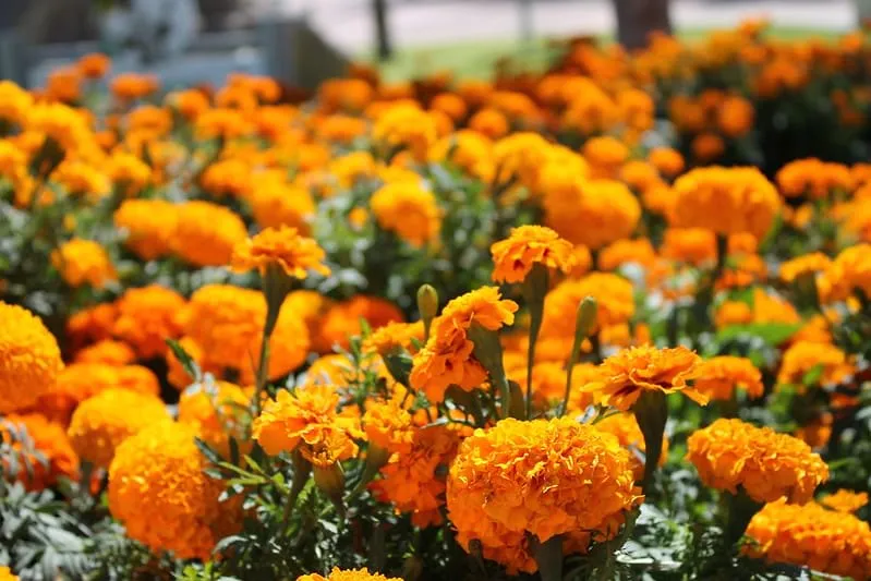 Bright cempasuchil marigolds arranged on a Day of the Dead altar
