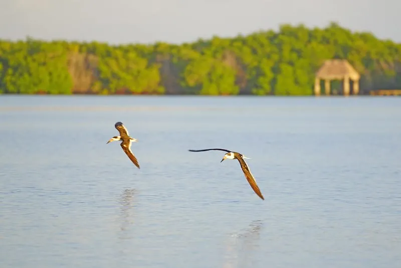 Boat route through the Ria Lagartos mangroves near El Cuyo