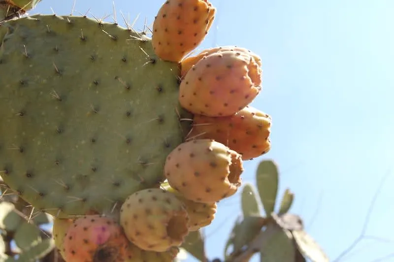 Red and green prickly pear cactus fruits sold as tuna in Mexico