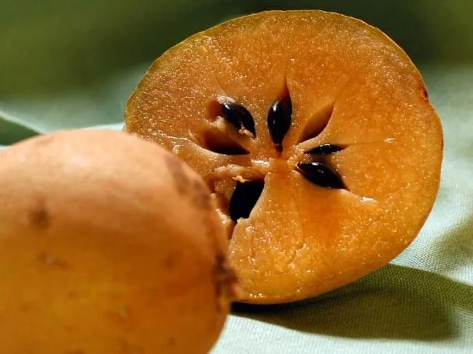 Brown chicozapote fruit with sweet pulp from southern Mexico