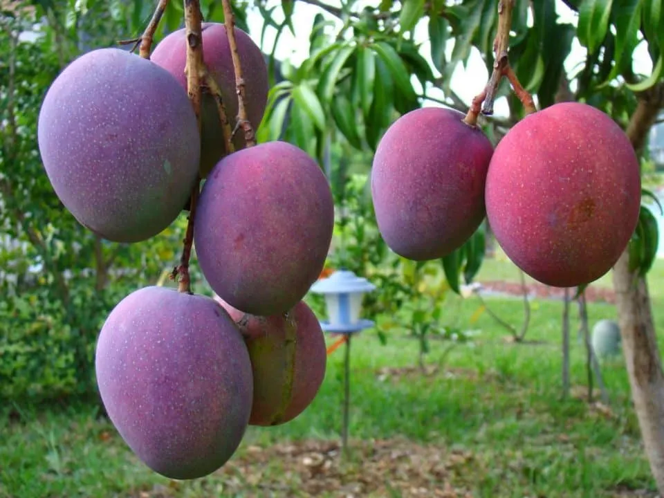 Mango tree with green and yellow fruit growing in a Mexican orchard