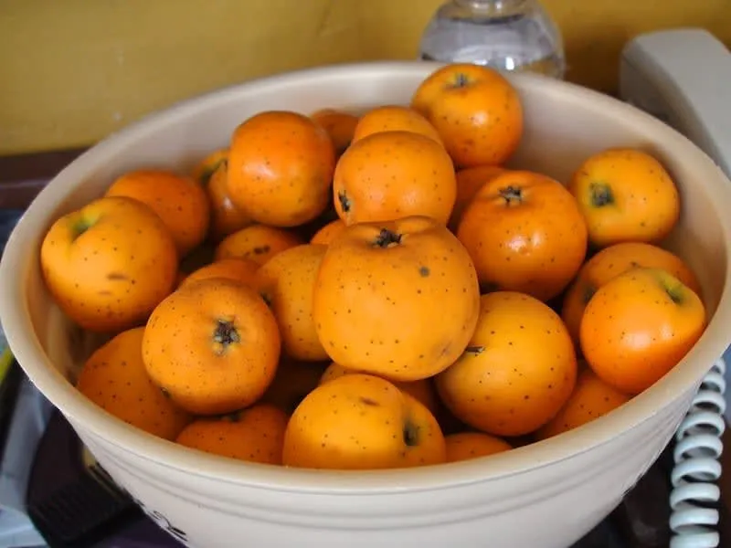Small orange tejocote fruits used in Mexican Christmas ponche