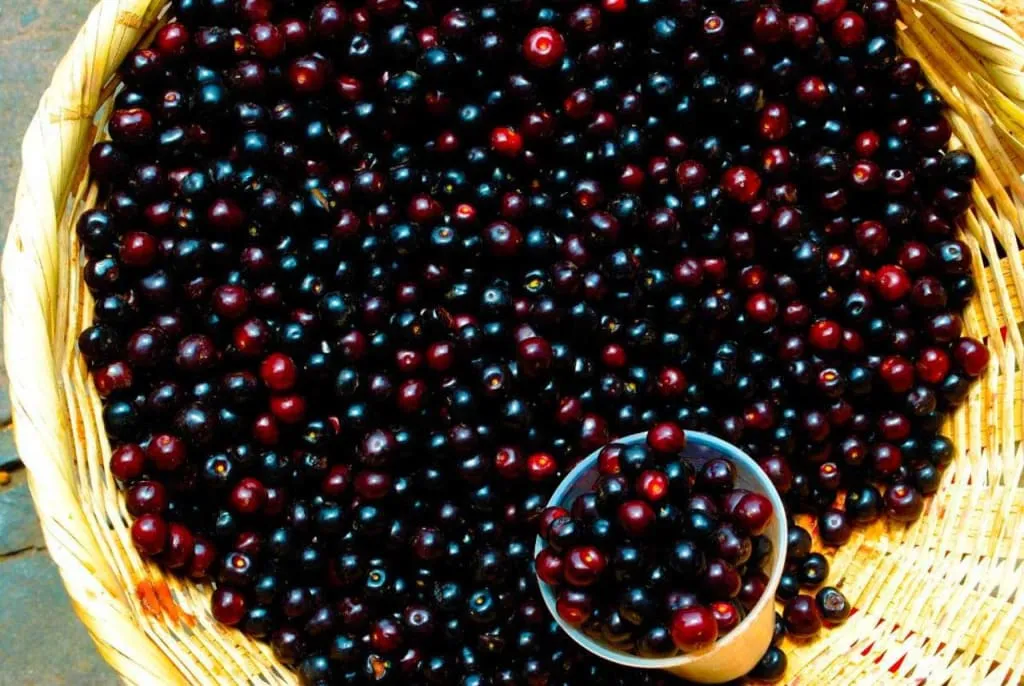 Dark red capulin cherries, a pre-Hispanic Mexican fruit