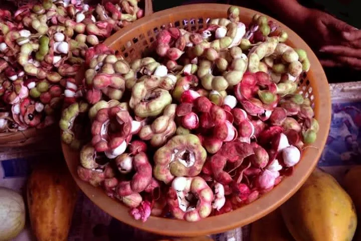Curled guamuchil pods with pink and white edible pulp
