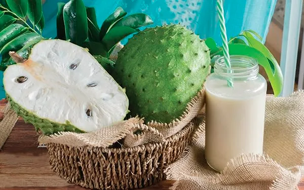 Green guanabana fruit with white pulp used for juices in Mexico