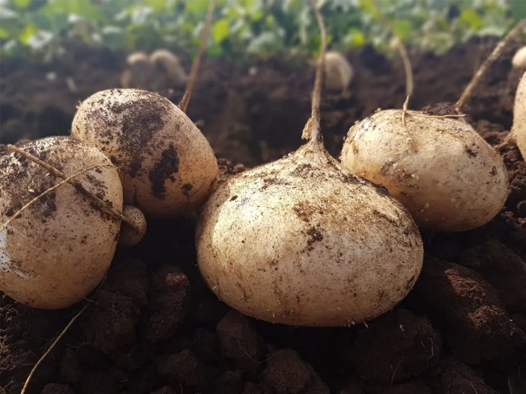 Whole jicama root, the crisp Mexican tuber often eaten with chili