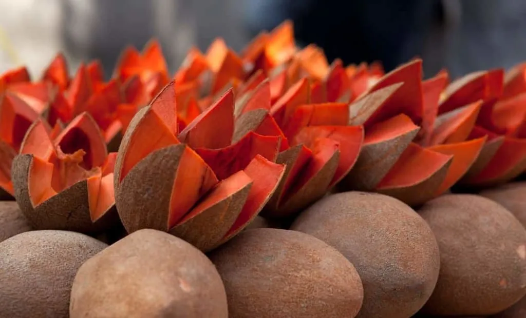 Cut mamey sapote with orange flesh and a glossy brown seed