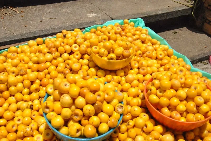 Small yellow nanche fruits used for Mexican agua fresca and liqueurs