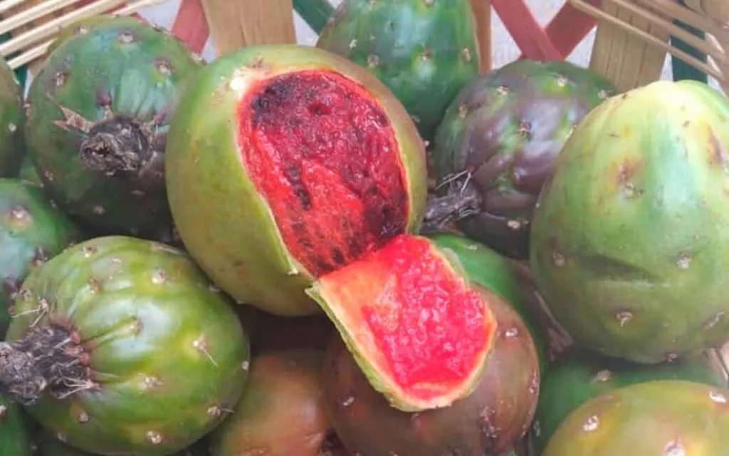 Sour xoconostle cactus fruit used in central Mexican cooking