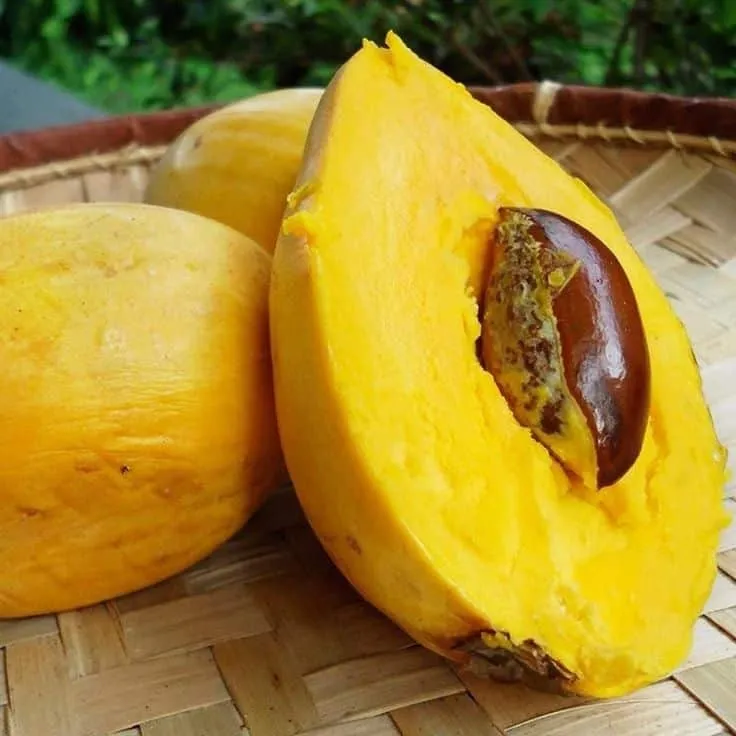 Round yellow zapote fruit grown in southern Mexico