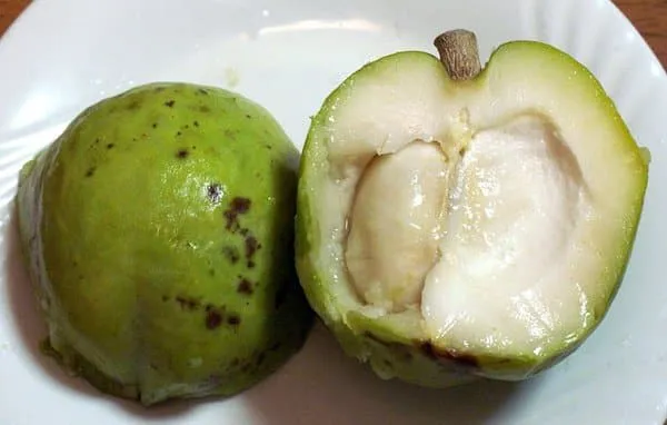 White zapote fruit with pale green skin and creamy pulp