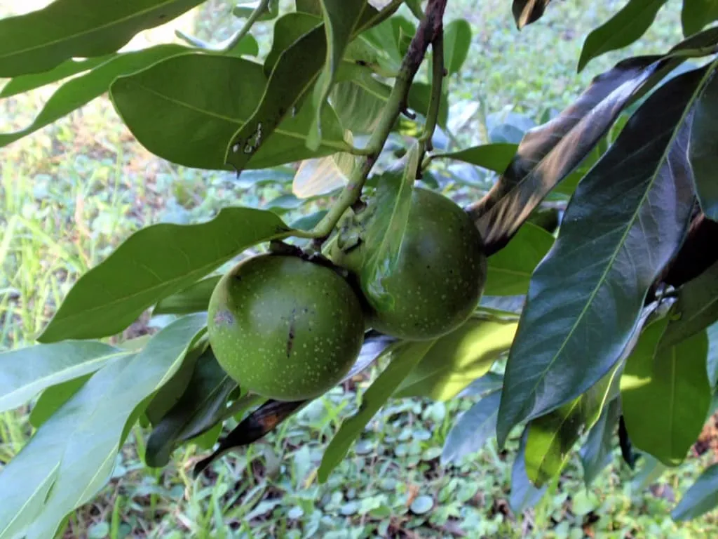 Whole black sapote fruit with dark pudding-like pulp
