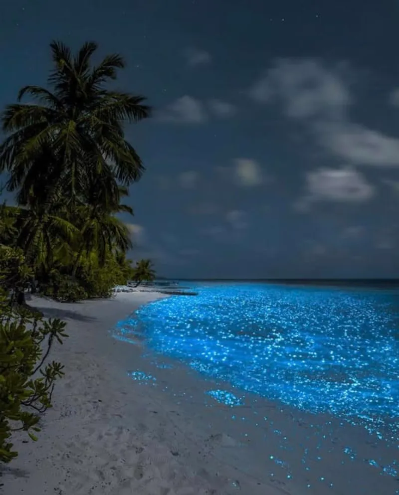 Holbox bioluminescence beach experience that can still appear on dark November nights