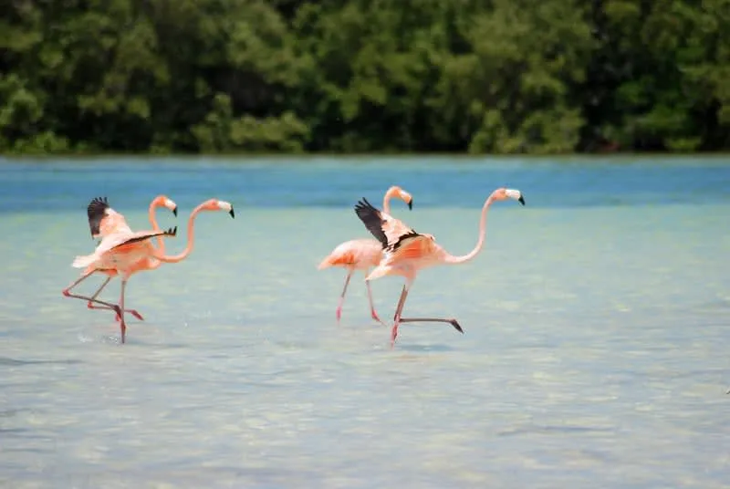 Holbox flamingos and lagoon birdlife during a quiet November island trip