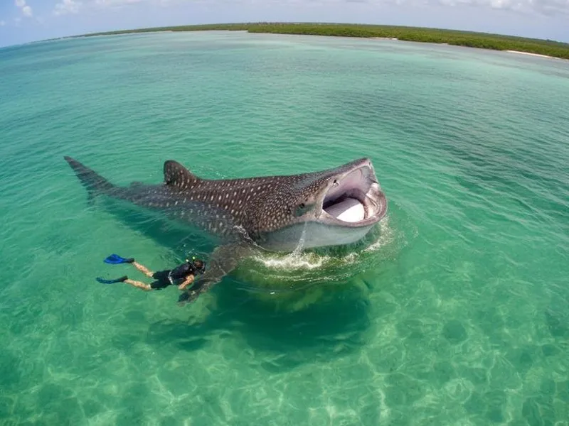 Whale shark swimming near Holbox during peak August season