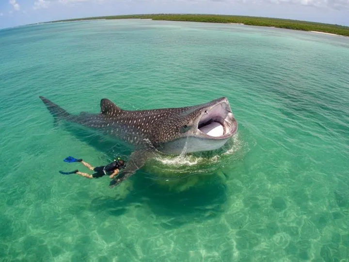 Holbox in August: Whale Sharks, Bio Bay & Rain