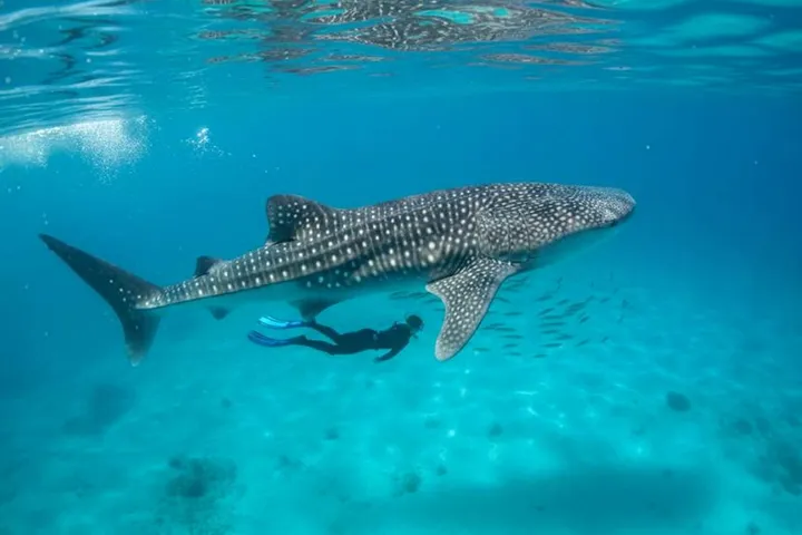 Holbox in January: Dry Season, Beaches & New Year Tips