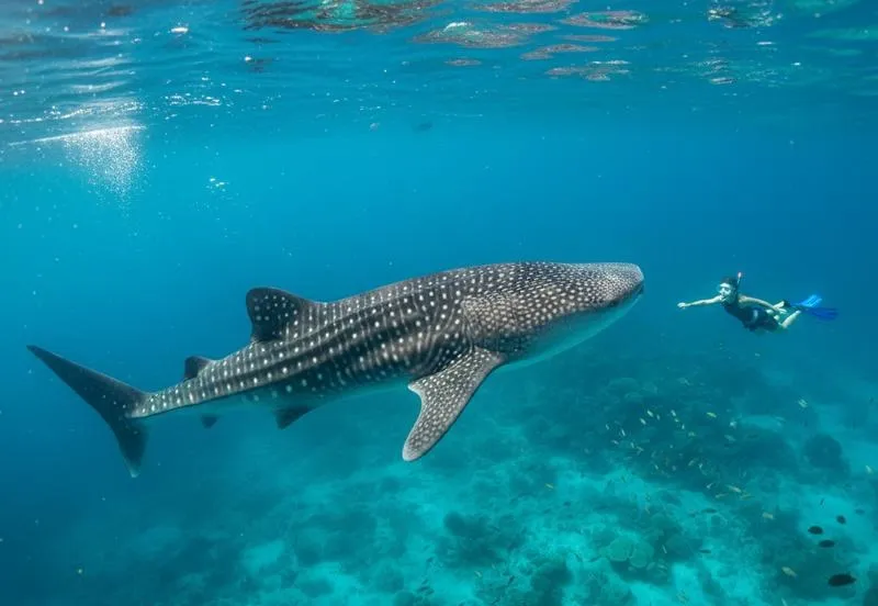Whale shark swimming near Holbox during the June season opening