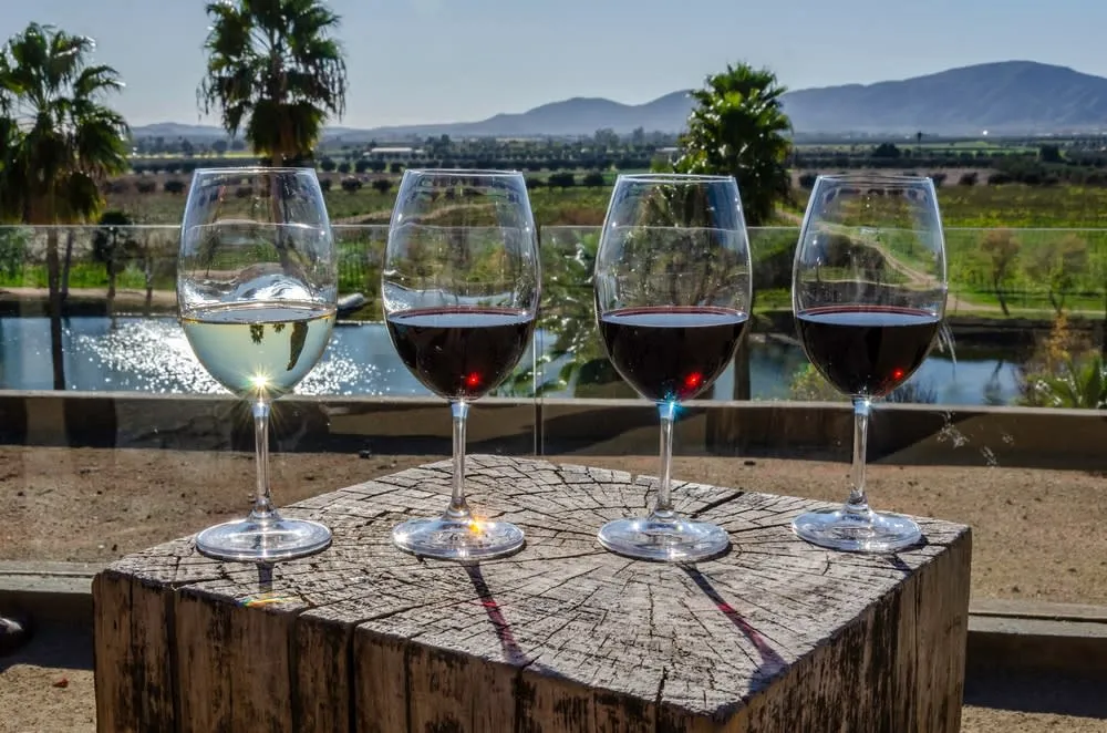 Valle de Guadalupe vineyard rows and wine country hills in Baja California