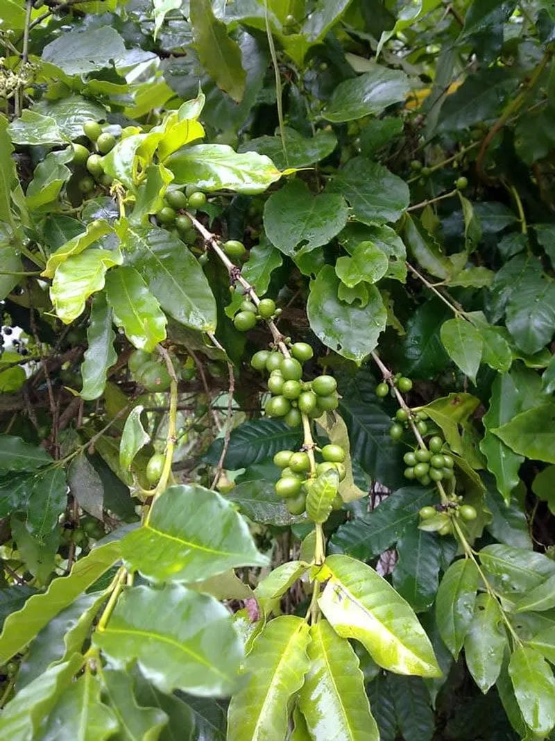 Coffee plants and green mountain scenery inland from Huatulco