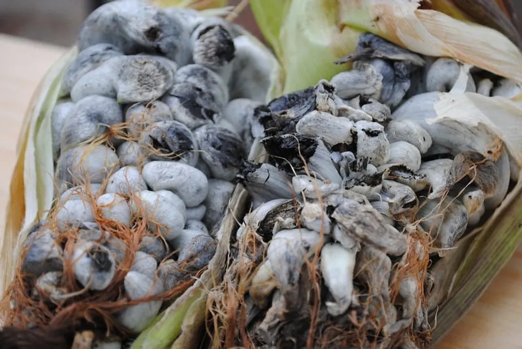 Huitlacoche: Journey into the Enigmatic World of Mexican Cuisine