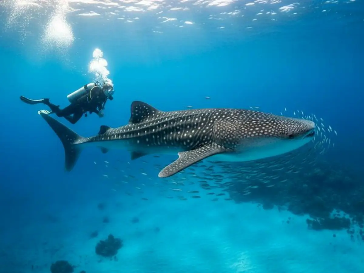 Isla Mujeres in September: Weather, Beaches & Whale Shark Tail End